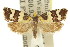  ( - 11ANIC-10046)  @11 [ ] CreativeCommons - Attribution (2011) ANIC/CBG Photography Group Centre for Biodiversity Genomics