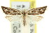  (Capua sp. ANIC26 - 11ANIC-10060)  @11 [ ] CreativeCommons - Attribution (2011) ANIC/CBG Photography Group Centre for Biodiversity Genomics