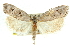  ( - 11ANIC-10084)  @11 [ ] CreativeCommons - Attribution (2011) ANIC/CBG Photography Group Centre for Biodiversity Genomics