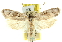  (Clerarcha grammatistis - 11ANIC-10085)  @13 [ ] CreativeCommons - Attribution (2011) ANIC/CBG Photography Group Centre for Biodiversity Genomics