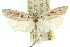  ( - 11ANIC-10086)  @12 [ ] CreativeCommons - Attribution (2011) ANIC/CBG Photography Group Centre for Biodiversity Genomics