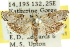  ( - 11ANIC-10099)  @13 [ ] CreativeCommons - Attribution (2011) ANIC/CBG Photography Group Centre for Biodiversity Genomics