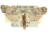  ( - 11ANIC-10100)  @13 [ ] CreativeCommons - Attribution (2011) ANIC/CBG Photography Group Centre for Biodiversity Genomics