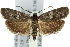  ( - 11ANIC-10108)  @15 [ ] CreativeCommons - Attribution (2011) ANIC/CBG Photography Group Centre for Biodiversity Genomics