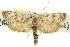  ( - 11ANIC-10110)  @11 [ ] CreativeCommons - Attribution (2011) ANIC/CBG Photography Group Centre for Biodiversity Genomics