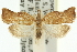  ( - 11ANIC-10182)  @11 [ ] CreativeCommons - Attribution (2011) ANIC/CBG Photography Group Centre for Biodiversity Genomics