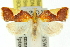  ( - 11ANIC-10205)  @11 [ ] CreativeCommons - Attribution (2011) ANIC/CBG Photography Group Centre for Biodiversity Genomics