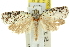  ( - 11ANIC-10273)  @11 [ ] CreativeCommons - Attribution (2011) ANIC/CBG Photography Group Centre for Biodiversity Genomics