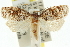  ( - 11ANIC-10275)  @13 [ ] CreativeCommons - Attribution (2011) ANIC/CBG Photography Group Centre for Biodiversity Genomics