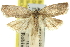  ( - 11ANIC-10279)  @11 [ ] CreativeCommons - Attribution (2011) ANIC/CBG Photography Group Centre for Biodiversity Genomics