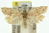  ( - 11ANIC-10281)  @13 [ ] CreativeCommons - Attribution (2011) ANIC/CBG Photography Group Centre for Biodiversity Genomics