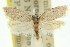  (Ericodesma indigestana - 11ANIC-10284)  @13 [ ] CreativeCommons - Attribution (2011) ANIC/CBG Photography Group Centre for Biodiversity Genomics