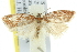  (Ericodesma isochroa - 11ANIC-10285)  @14 [ ] CreativeCommons - Attribution (2011) ANIC/CBG Photography Group Centre for Biodiversity Genomics