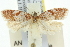  ( - 11ANIC-10286)  @13 [ ] CreativeCommons - Attribution (2011) ANIC/CBG Photography Group Centre for Biodiversity Genomics