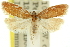  ( - 11ANIC-10287)  @11 [ ] CreativeCommons - Attribution (2011) ANIC/CBG Photography Group Centre for Biodiversity Genomics