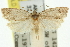  ( - 11ANIC-10288)  @11 [ ] CreativeCommons - Attribution (2011) ANIC/CBG Photography Group Centre for Biodiversity Genomics