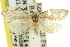  (Ericodesma antilecta - 11ANIC-10289)  @11 [ ] CreativeCommons - Attribution (2011) ANIC/CBG Photography Group Centre for Biodiversity Genomics