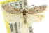  ( - 11ANIC-10292)  @11 [ ] CreativeCommons - Attribution (2011) ANIC/CBG Photography Group Centre for Biodiversity Genomics