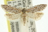  ( - 11ANIC-10293)  @11 [ ] CreativeCommons - Attribution (2011) ANIC/CBG Photography Group Centre for Biodiversity Genomics