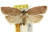  ( - 11ANIC-10303)  @14 [ ] CreativeCommons - Attribution (2011) ANIC/CBG Photography Group Centre for Biodiversity Genomics