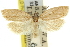  ( - 11ANIC-10322)  @13 [ ] CreativeCommons - Attribution (2011) ANIC/CBG Photography Group Centre for Biodiversity Genomics
