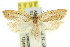  ( - 11ANIC-10327)  @14 [ ] CreativeCommons - Attribution (2011) ANIC/CBG Photography Group Centre for Biodiversity Genomics