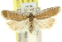  ( - 11ANIC-10328)  @13 [ ] CreativeCommons - Attribution (2011) ANIC/CBG Photography Group Centre for Biodiversity Genomics