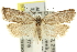  ( - 11ANIC-10344)  @11 [ ] CreativeCommons - Attribution (2011) ANIC/CBG Photography Group Centre for Biodiversity Genomics