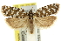  ( - 11ANIC-10347)  @11 [ ] CreativeCommons - Attribution (2011) ANIC/CBG Photography Group Centre for Biodiversity Genomics