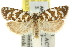 ( - 11ANIC-10349)  @11 [ ] CreativeCommons - Attribution (2011) ANIC/CBG Photography Group Centre for Biodiversity Genomics