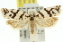  ( - 11ANIC-10353)  @14 [ ] CreativeCommons - Attribution (2011) ANIC/CBG Photography Group Centre for Biodiversity Genomics