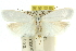  ( - 11ANIC-10363)  @13 [ ] CreativeCommons - Attribution (2011) ANIC/CBG Photography Group Centre for Biodiversity Genomics