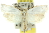  ( - 11ANIC-10367)  @15 [ ] CreativeCommons - Attribution (2011) ANIC/CBG Photography Group Centre for Biodiversity Genomics