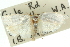  ( - 11ANIC-10370)  @13 [ ] CreativeCommons - Attribution (2011) ANIC/CBG Photography Group Centre for Biodiversity Genomics