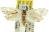  ( - 11ANIC-10377)  @12 [ ] CreativeCommons - Attribution (2011) ANIC/CBG Photography Group Centre for Biodiversity Genomics