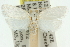  ( - 11ANIC-10384)  @13 [ ] CreativeCommons - Attribution (2011) ANIC/CBG Photography Group Centre for Biodiversity Genomics