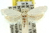  ( - 11ANIC-10443)  @14 [ ] CreativeCommons - Attribution (2011) ANIC/CBG Photography Group Centre for Biodiversity Genomics