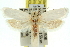  ( - 11ANIC-10444)  @13 [ ] CreativeCommons - Attribution (2011) ANIC/CBG Photography Group Centre for Biodiversity Genomics