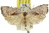  ( - 11ANIC-10445)  @13 [ ] CreativeCommons - Attribution (2011) ANIC/CBG Photography Group Centre for Biodiversity Genomics