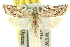  ( - 11ANIC-10451)  @11 [ ] CreativeCommons - Attribution (2011) ANIC/CBG Photography Group Centre for Biodiversity Genomics
