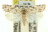  ( - 11ANIC-10453)  @14 [ ] CreativeCommons - Attribution (2011) ANIC/CBG Photography Group Centre for Biodiversity Genomics