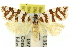  ( - 11ANIC-10454)  @11 [ ] CreativeCommons - Attribution (2011) ANIC/CBG Photography Group Centre for Biodiversity Genomics