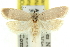  ( - 11ANIC-10460)  @14 [ ] CreativeCommons - Attribution (2011) ANIC/CBG Photography Group Centre for Biodiversity Genomics