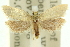  ( - 11ANIC-10476)  @11 [ ] CreativeCommons - Attribution (2011) ANIC/CBG Photography Group Centre for Biodiversity Genomics