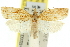  ( - 11ANIC-10491)  @11 [ ] CreativeCommons - Attribution (2011) ANIC/CBG Photography Group Centre for Biodiversity Genomics