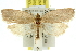  ( - 11ANIC-10527)  @13 [ ] CreativeCommons - Attribution (2011) ANIC/CBG Photography Group Centre for Biodiversity Genomics
