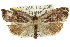  ( - 11ANIC-10554)  @12 [ ] CreativeCommons - Attribution (2011) ANIC/CBG Photography Group Centre for Biodiversity Genomics