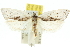  ( - 11ANIC-10576)  @11 [ ] CreativeCommons - Attribution (2011) ANIC/CBG Photography Group Centre for Biodiversity Genomics