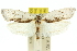  ( - 11ANIC-10577)  @11 [ ] CreativeCommons - Attribution (2011) ANIC/CBG Photography Group Centre for Biodiversity Genomics