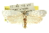  ( - 11ANIC-10579)  @13 [ ] CreativeCommons - Attribution (2011) ANIC/CBG Photography Group Centre for Biodiversity Genomics